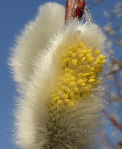 salix caprea