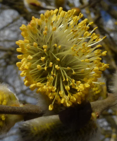 salix caprea