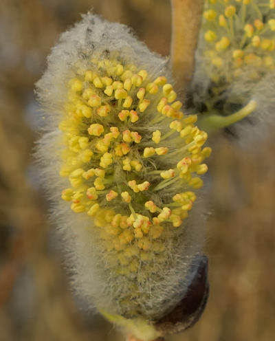 salix caprea