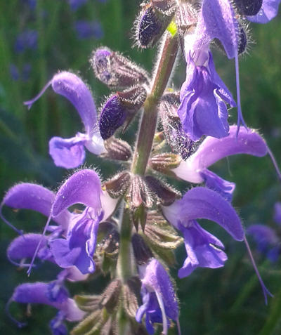 salvia pratensis