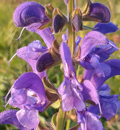 salvia pratensis