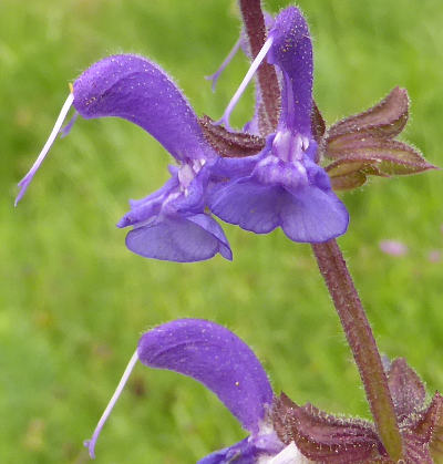 salvia pratensis