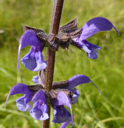 salvia pratensis