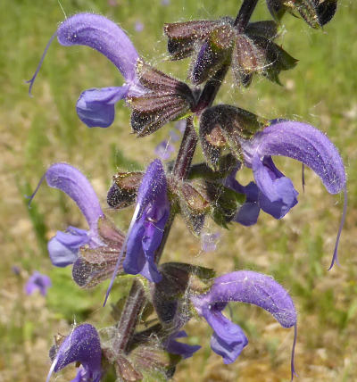 salvia pratensis