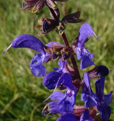 salvia pratensis