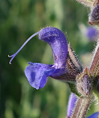 salvia pratensis