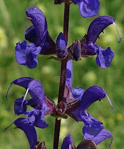 salvia pratensis