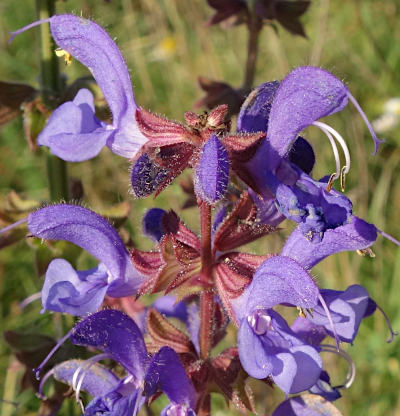 salvia pratensis