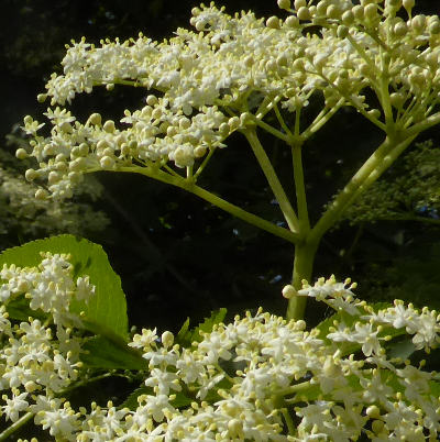 sambucus nigra