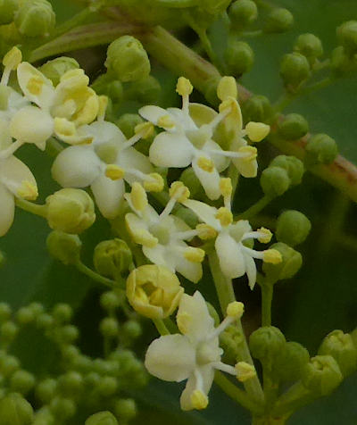 sambucus nigra