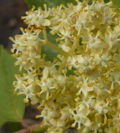 sambucus racemosa