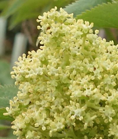 sambucus racemosa