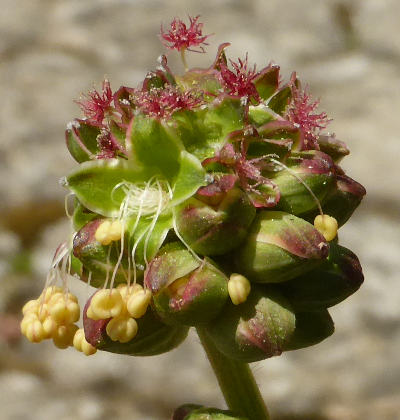 sanguisorba minor