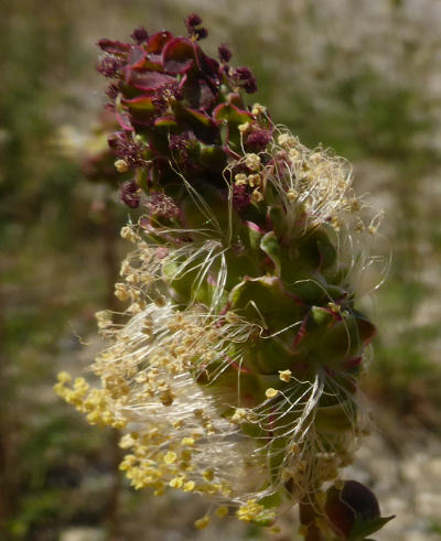 sanguisorba minor