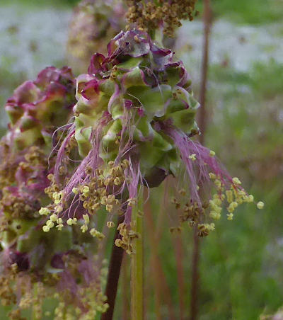 sanguisorba minor