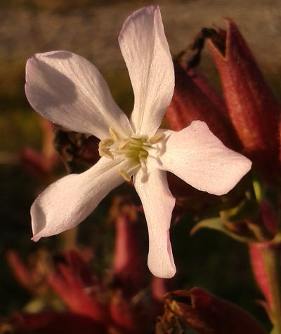 saponaria officinalis