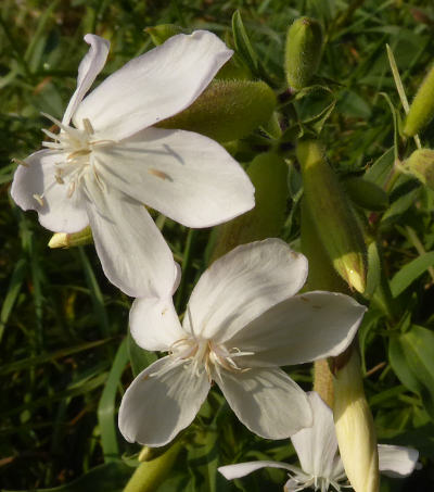 saponaria officinalis