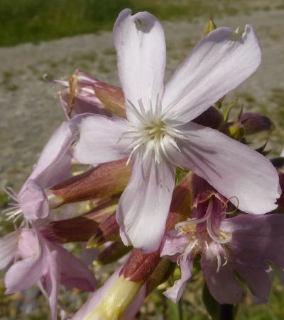 saponaria officinalis