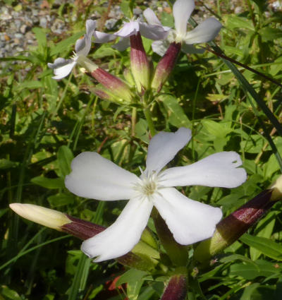 saponaria officinalis