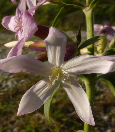 saponaria officinalis