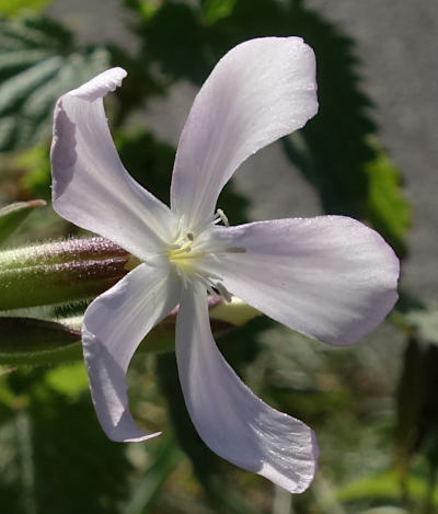 saponaria officinalis