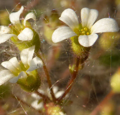 saxifraga tridactylites