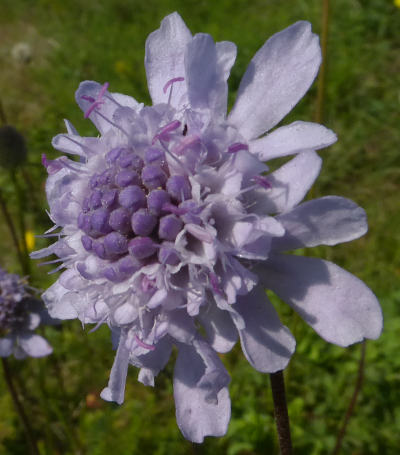 scabiosa columbaria