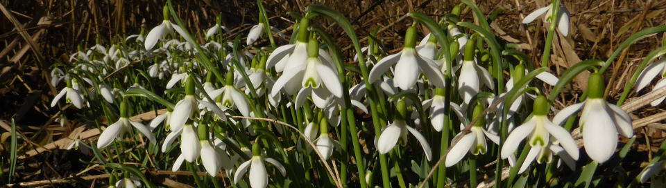 Schneeglöckchen-bei-Unteressendorf