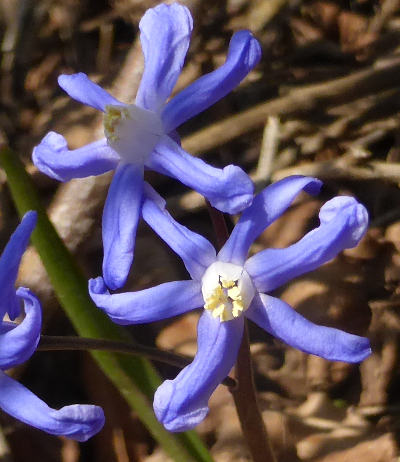 scilla bifolia