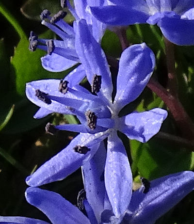 scilla bifolia