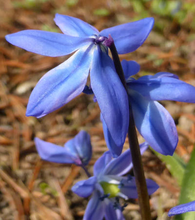 scilla siberica