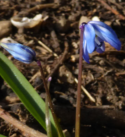 scilla siberica