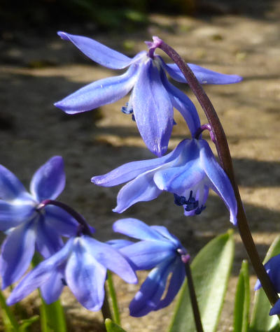 scilla siberica