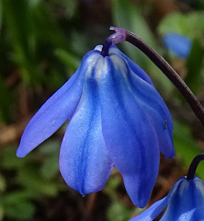 scilla siberica