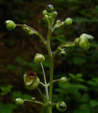 scrophularia nodosa