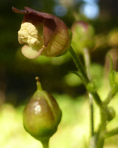 scrophularia nodosa