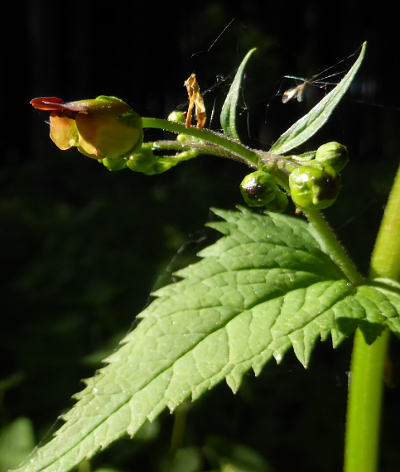 scrophularia nodosa
