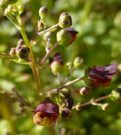 scrophularia nodosa