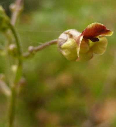 scrophularia nodosa