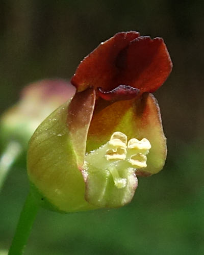 scrophularia nodosa