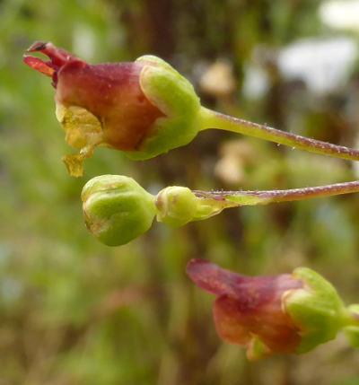 scrophularia umbrosa