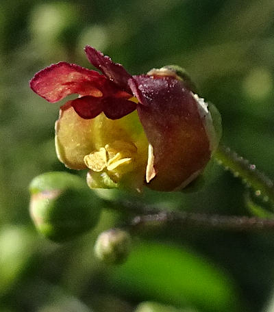 scrophularia umbrosa