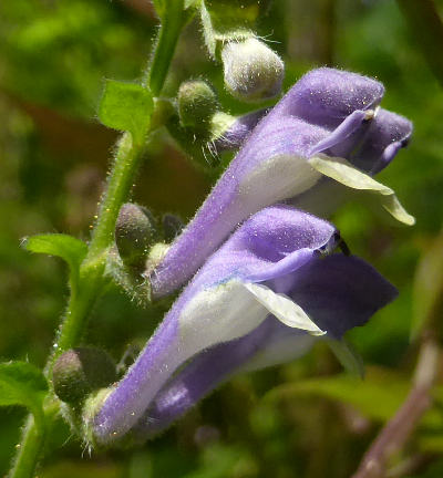 scutellaria altissima