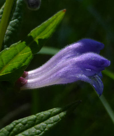 scutellaria galericulata