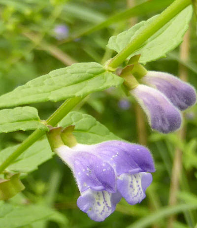 scutellaria galericulata