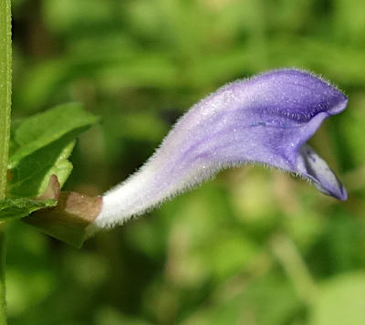 scutellaria galericulata