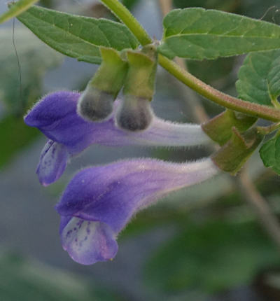 scutellaria galericulata