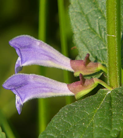 scutellaria galericulata