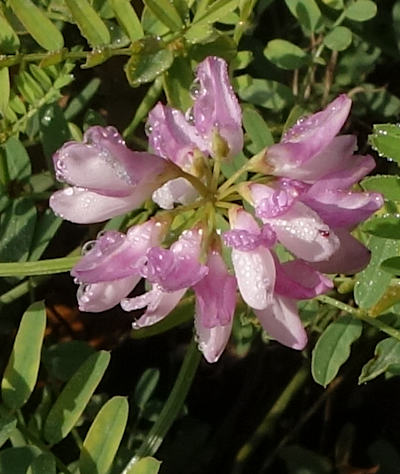 securigera varia