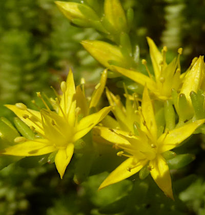 sedum acre